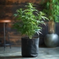 Preview: Fabric Grow Pot Living Soil organic - incl. Seed